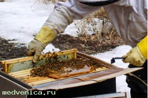 Готовим пчел к зимовке